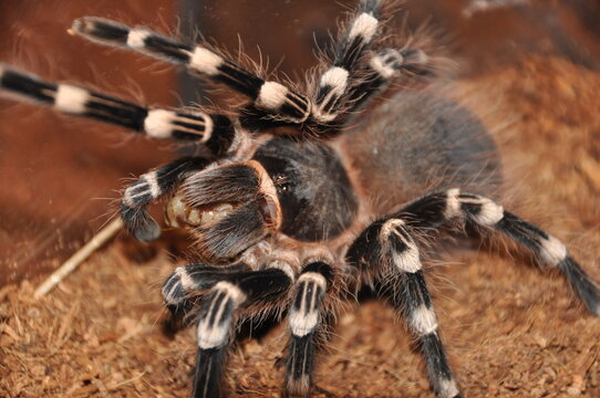Close-up of a tarantula showcasing its unique features: hairy legs, sharp eyes, and predatory stance. This exotic, venomous arachnid embodies the fascinating yet eerie beauty of wildlife and tropical 