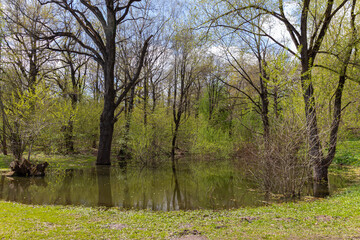Small natural pond in the Moscow Botanical Garden of Academy of Sciences