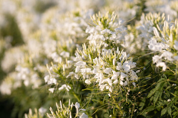 cleome sparkler white flowers in the field because of flowers beautiful full bloom grew on a farm in Thailand.