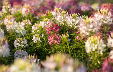 The flower is named cleome sparkler mix in the garden because of the experimental plot. in Thailand during the winter flowers are white pink and purple flowers are in full bloom