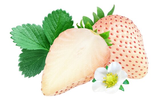 Catamite Images Browse 1 056 Stock Photos Vectors And Video Adobe Stock