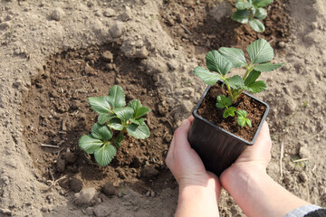seedlings of strawberries in a pot are held in the hands of a gardener against the backdrop of a garden bed top view. new variety for planting