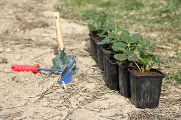 row of pots with bushes of strawberry seedlings against the background of a garden tool. spring planting of berry crops