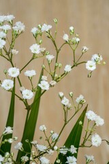 Close up of the small white flowers on the stem