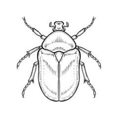 Chafer. Vector illustration in graphic style isolated on white background.