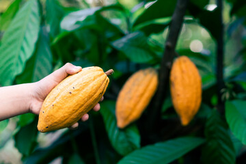 Selective focus bright yellow cocoa in the hand of mature cocoa plantation gardener in Asian...