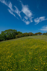 cotswold landscape england uk