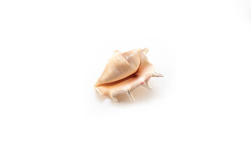 Isolated shells with white Background.
