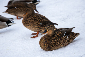Ducks in the snow in winter
