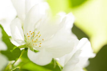 Fototapeta na wymiar wonderful apple tree flowers with delicate petals bloom in spring sunny park
