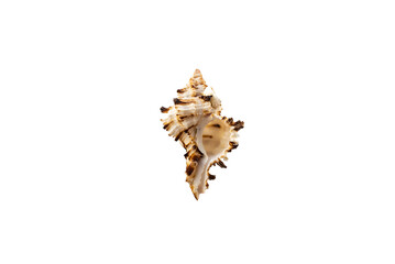 Isolated shells with white Background.