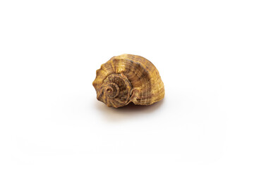 Isolated shells with white Background.