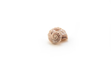 Isolated shells with white Background.