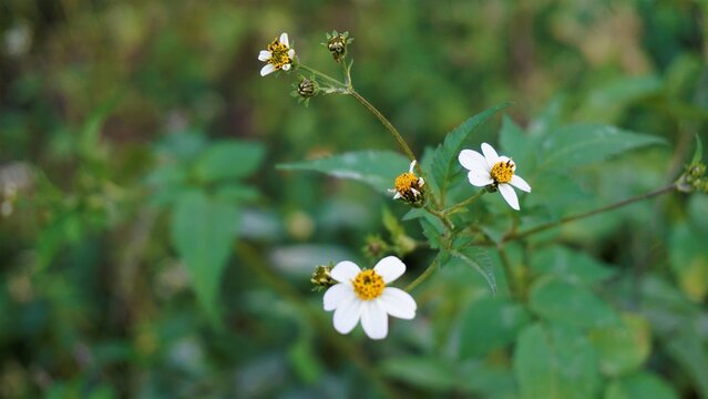 Bidens pilosa also known as Spanish needles, beggar ticks, black jack