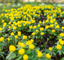 Obraz premium Winter Aconites (Eranthis hyemalis) Flowers with yellow Buds springing up
