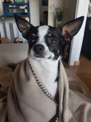 black and white chihuahua dressed as Yoda