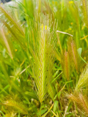 nice spike of green wheat