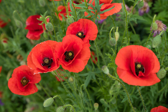 Flowering poppies in the field. Close-up picture of poppy flowers.