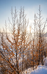A bush with frozen sea buckthorn on the shore of a snow-covered lake on a winter day against the backdrop of sunset