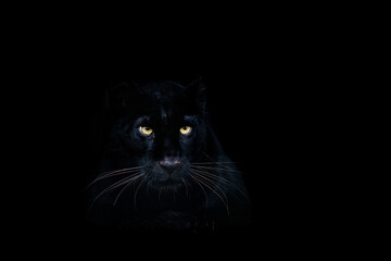 Black panther with a black background © AB Photography