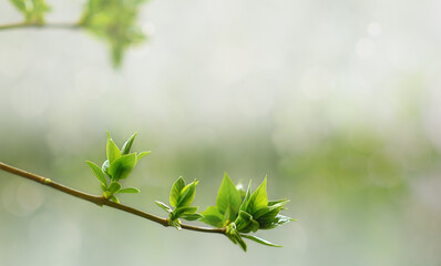 twig with green leaves. Spring background