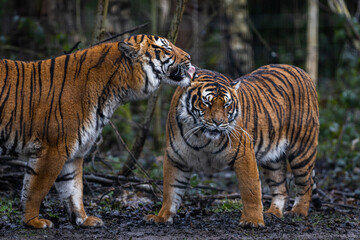 Interaction between two tigers in the forest