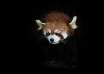 Red Panda coming out of the dark