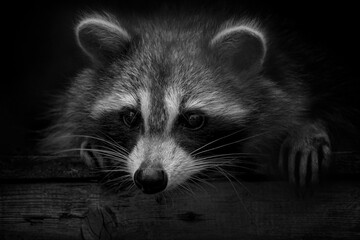 Black and white closeup portrait of raccoon peeking out from hideout © Jean Landry