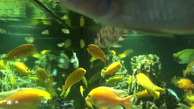 Different fish swim in a large aquarium. Beautiful fish