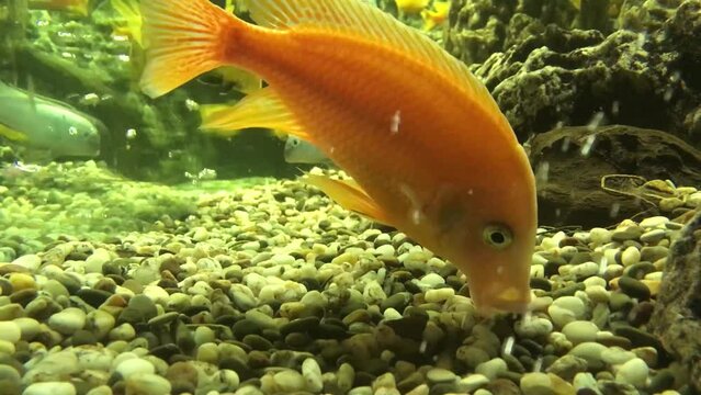 Different fish swim in a large aquarium. Beautiful fish