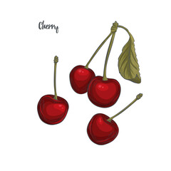 Cherry sketch vector illustration. - 486900951