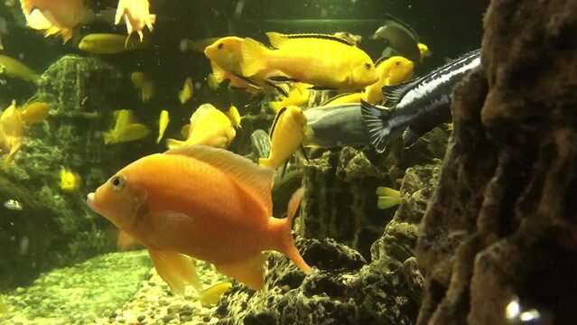 Different fish swim in a large aquarium. Beautiful fish