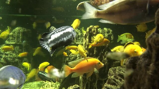 Different fish swim in a large aquarium. Beautiful fish