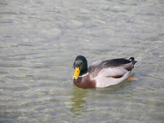 Wild Duck Swimming in a Lake
