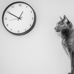 Kot patrzy na zegar. Kwadrat. Kot patrzący na zegar B&W. - obrazy, fototapety, plakaty