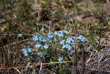 forget-me-not, blue flower on green grass