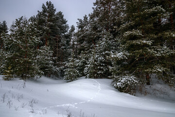 snow covered trees