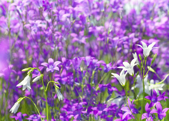 Obraz na płótnie Canvas Summer bright scenery. Wild wildflowers bluebells in summer meadow. White bluebell flowers close up.