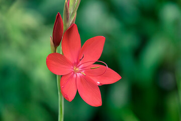 Eine wunderschöne rote Blüte vor verschwommenem Hintergrund © Manuela Ewers