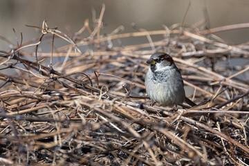 Moineau