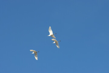 Flight of heron birds in the sky.