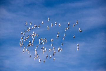 flock of pigeons, Algarve, Portugal
