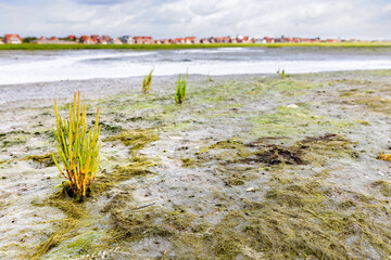 Common glasswort (Salicornia europaea) in the wadden sea at low tide at Juist, East Frisian Islands, Germany.