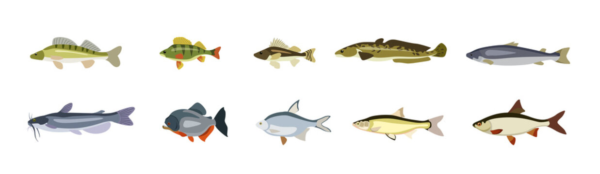Set of beautiful fish on white background. Vector walleye, perch, ruff, trout, catfish, piranha, roach and bream in cartoon style.