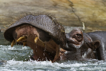 hippopotamus (Hippopotamus amphibius) howls water with a huge mouth