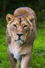 lion (Panthera leo) lioness looks very dangerous up close like that.