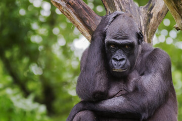 Fototapeta premium western gorilla (Gorilla gorilla) holding his head and thinking, looking human