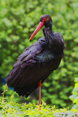 black stork (Ciconia nigra) a picture of the whole bird © michal