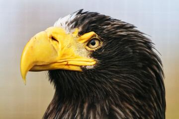 female Steller's sea eagle (Haliaeetus pelagicus) portrait from the side