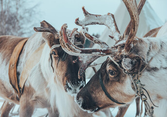 reindeer in winter in the tundra
